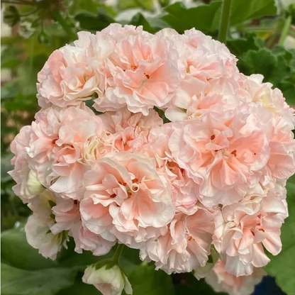 Geranium EU Peach Aventurine