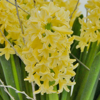 💜Hyacinth Bulbs – Fragrance You Can Grow