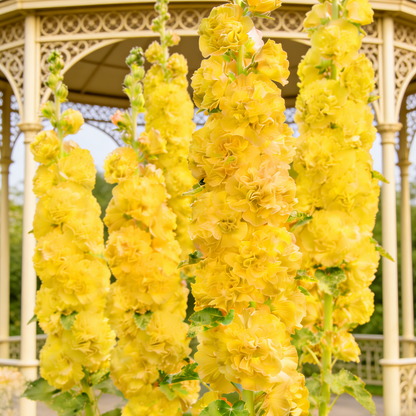 🌸Double Fragrant Hollyhock Seeds