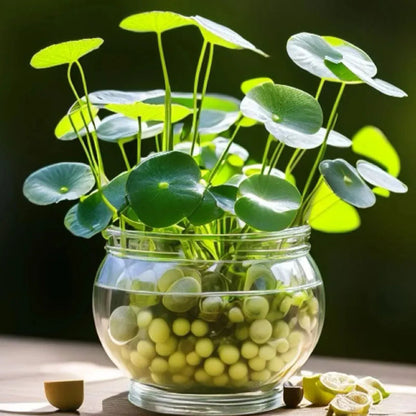 💰 Coin-leaf plant bulb—your very own good fortune 🌿
