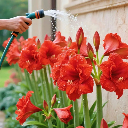 Double-Petaled Perfume Amaryllis Bulbs
