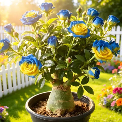 🌵🌺Premium Rare Desert Rose Bulbs
