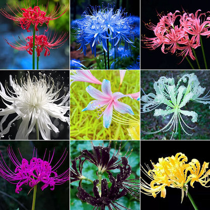 Spider Lily Bulbs-Multicolor🌈