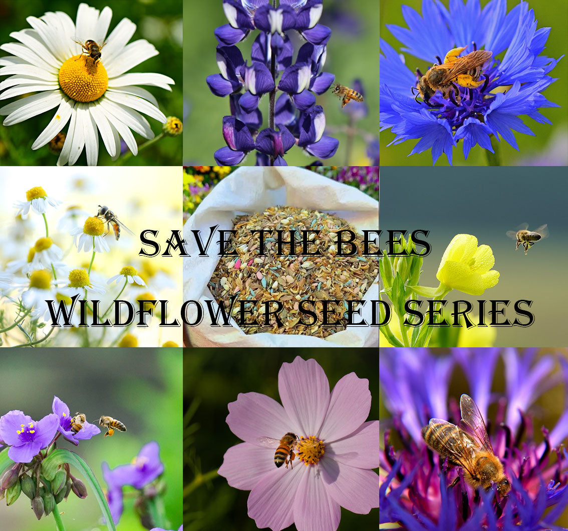 🐝Insect-friendly🔥Over 60 Mixed Perennial Flower Seeds🌿Pure Non-GMO