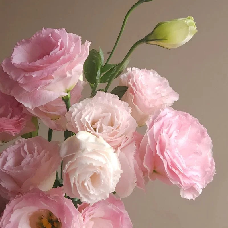 🔥Best-Selling Premium Lisianthus Seeds — Grow Elegant Blooms That Last Longer