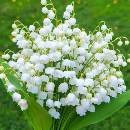 Lily of the Valley Brings Good Luck, Happiness & Purity 🌸
