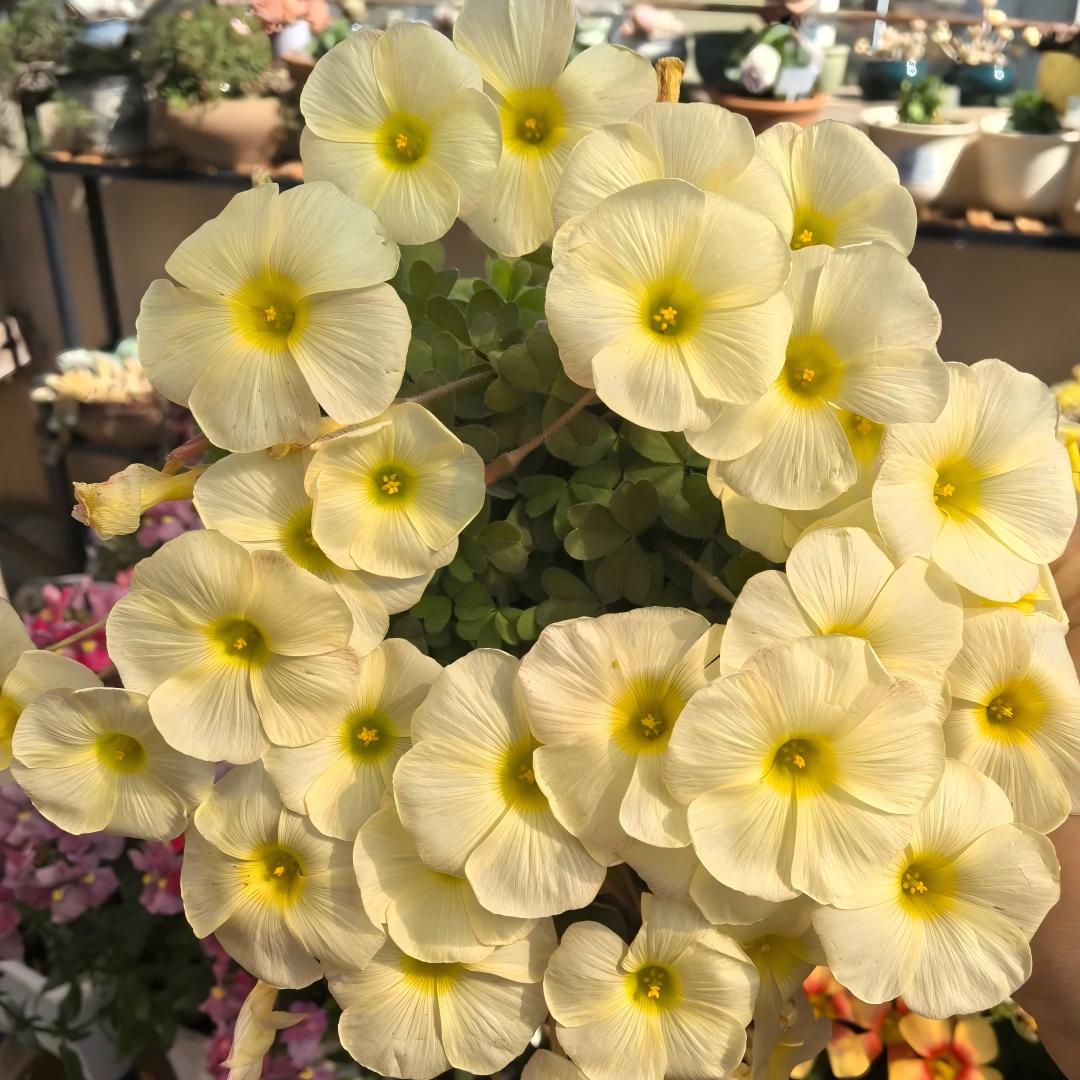 Rare Oxalis Collection — Tiny Seeds, Extraordinary Beauty