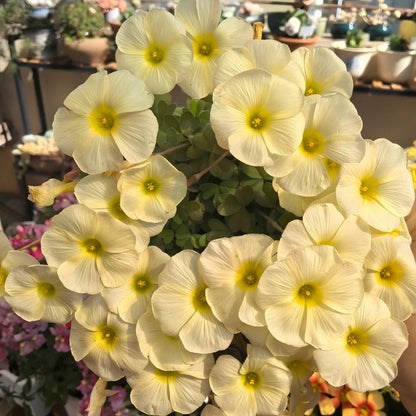 Rare Oxalis Collection — Tiny Seeds, Extraordinary Beauty