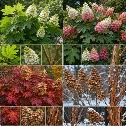 🍂Oakleaf Hydrangea Seeds-Four Seasons of Changing Beauty