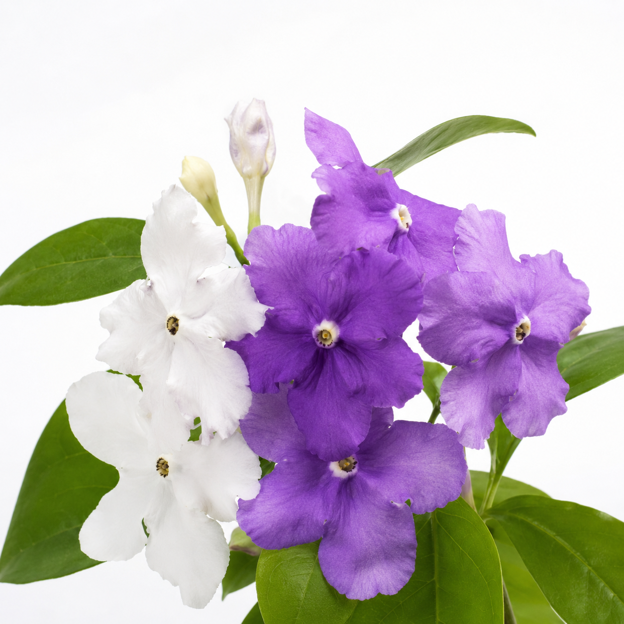💜🤍Elegant Yesterday-Today-and-Tomorrow Seeds