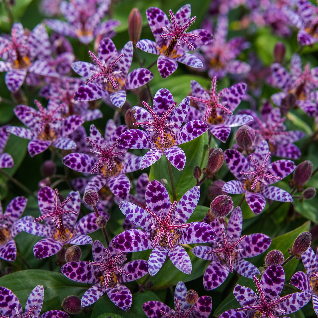 🌿 Rare Toad Lily Bulbs