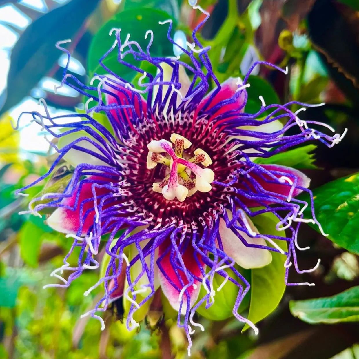 🌸 Purple Passionflower Seeds – Grow Your Own Exotic Paradise!