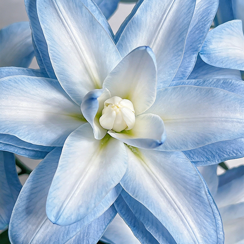 Elegant Lily Seeds | Fresh Long-Lasting Flowers for Home & Gifts