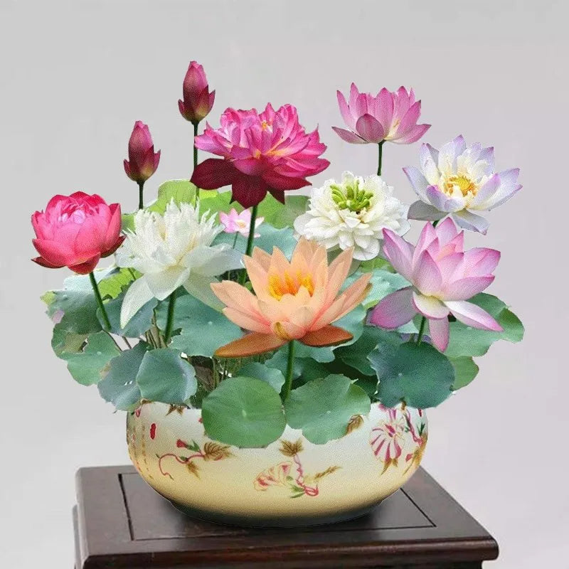 🌸LAST DAY Promotion 35% OFF🌸 Hydroponic Lotus 🌸 | Fresh, Simple & Beautiful(🌱Survival Guaranteed: Free Replacements🌿)