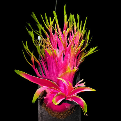 🦌 Rare Rainbow Staghorn Fern — Living Botanical Wall Sculpture