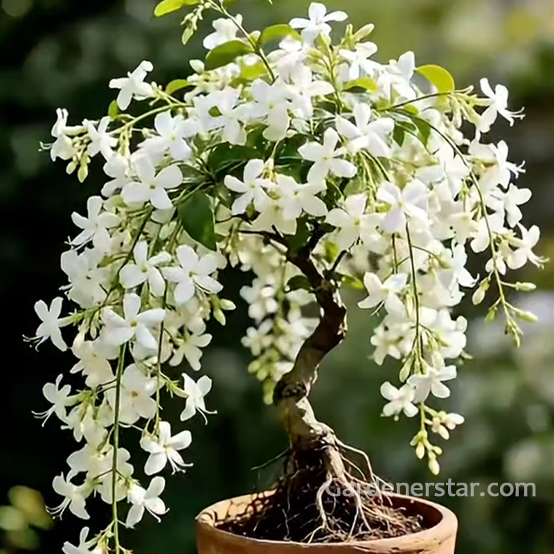 Tailing jasmine Seeds- brides veil💕
