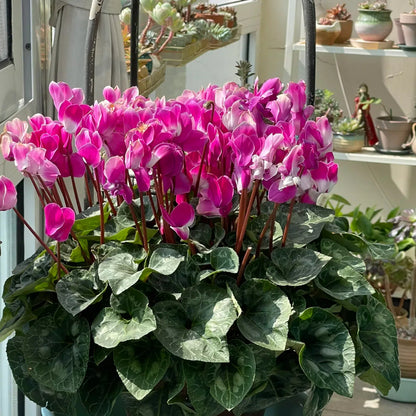 Cyclamen Flower Seeds