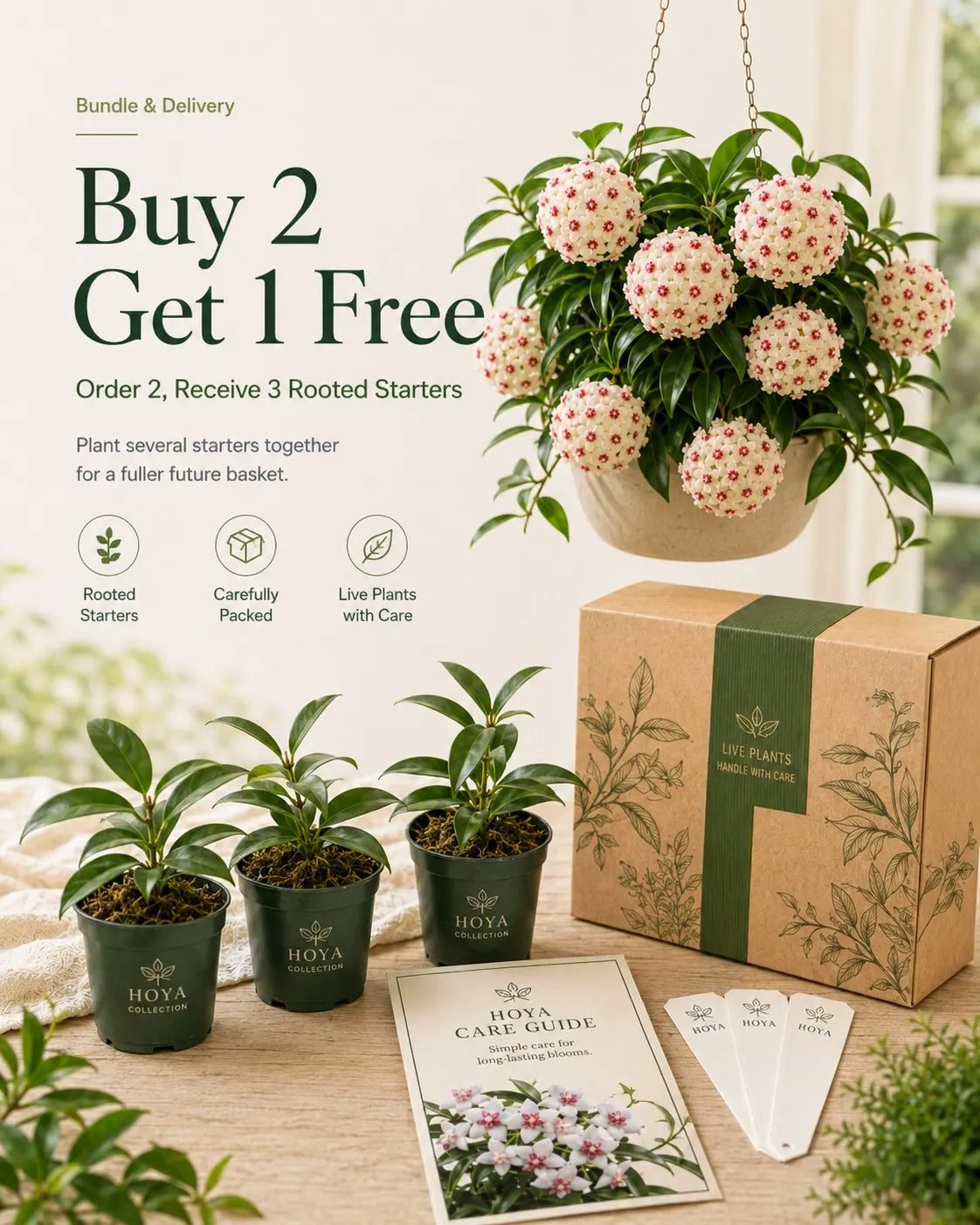 🌸Premium Hoya Carnosa Fresh Bulbs | Easy-to-Grow Cascading Wax Plant