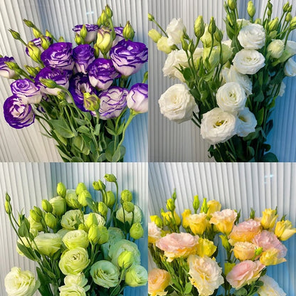 Hardy Perennial Lisianthus Seeds RHS Certified for British Garden Beds Beginner Friendly