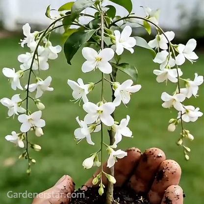 Tailing jasmine Seeds- brides veil💕