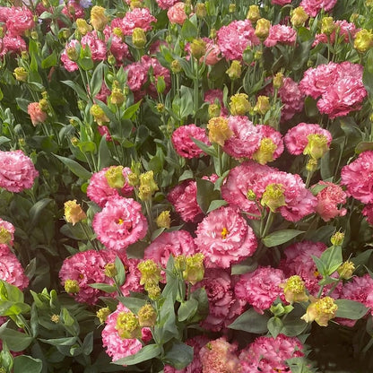Hardy Perennial Lisianthus Seeds RHS Certified for British Garden Beds Beginner Friendly