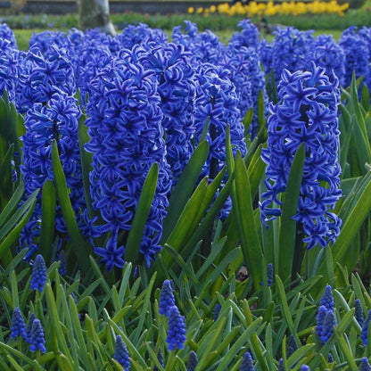 💜Hyacinth Bulbs – Fragrance You Can Grow