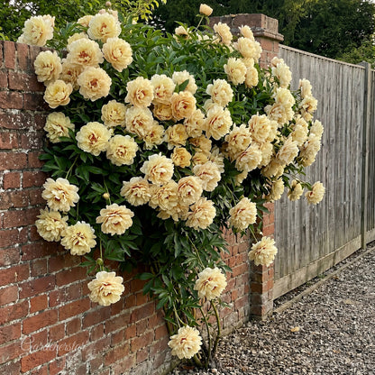 🌸 Rare Climbing Peony Bulbs🪴Big Full Blooms, Cold Hardy Perennial, Easy to Grow Garden Favorite