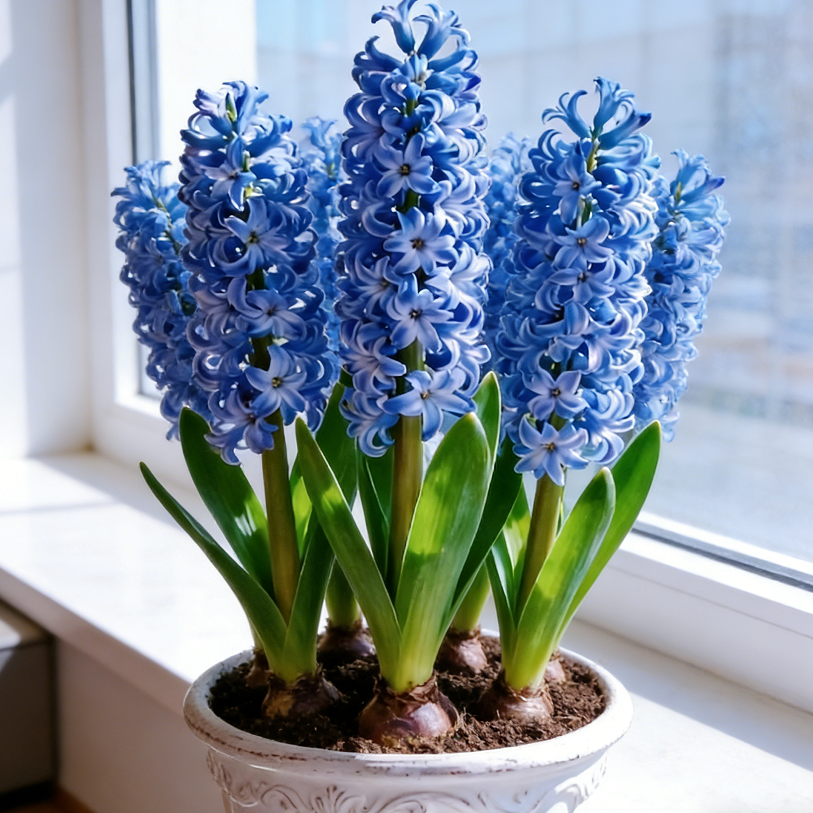 💐Bi-Color Mutation Hyacinth Bulbs