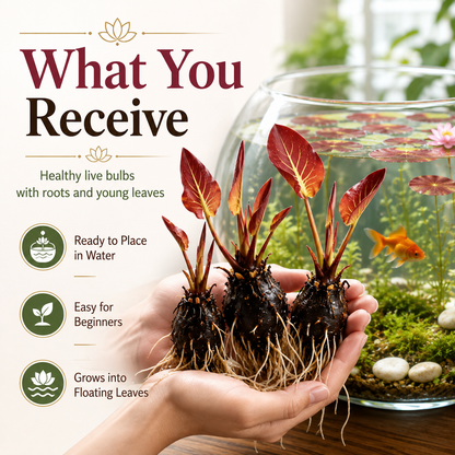 🐟Hydroponic red lotus roots🌿 Turn Your Aquarium into a Living Garden