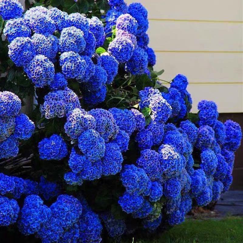 Hydrangea Seed: Unlock Nature's Beauty