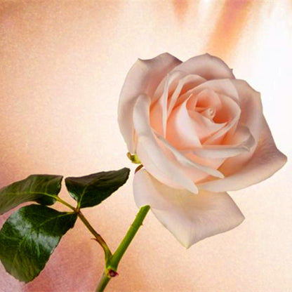 Beautiful Mini Rose Seeds, 100pcs/pack