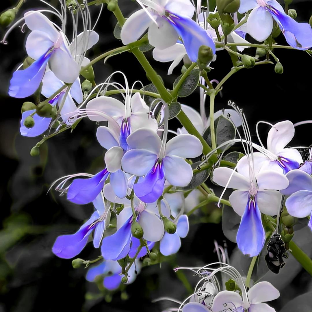 Premium Blue Butterfly Pea Seeds