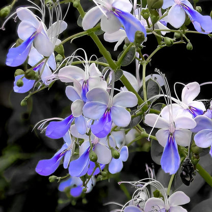 Premium Blue Butterfly Pea Seeds