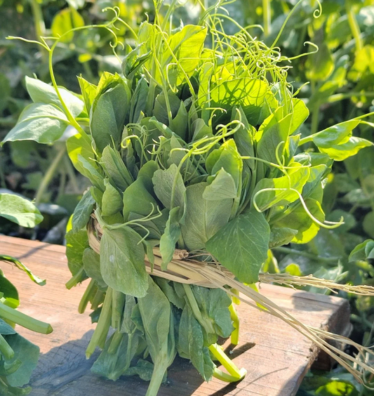 🌿Pea Shoots Microgreens Sprouting Seeds