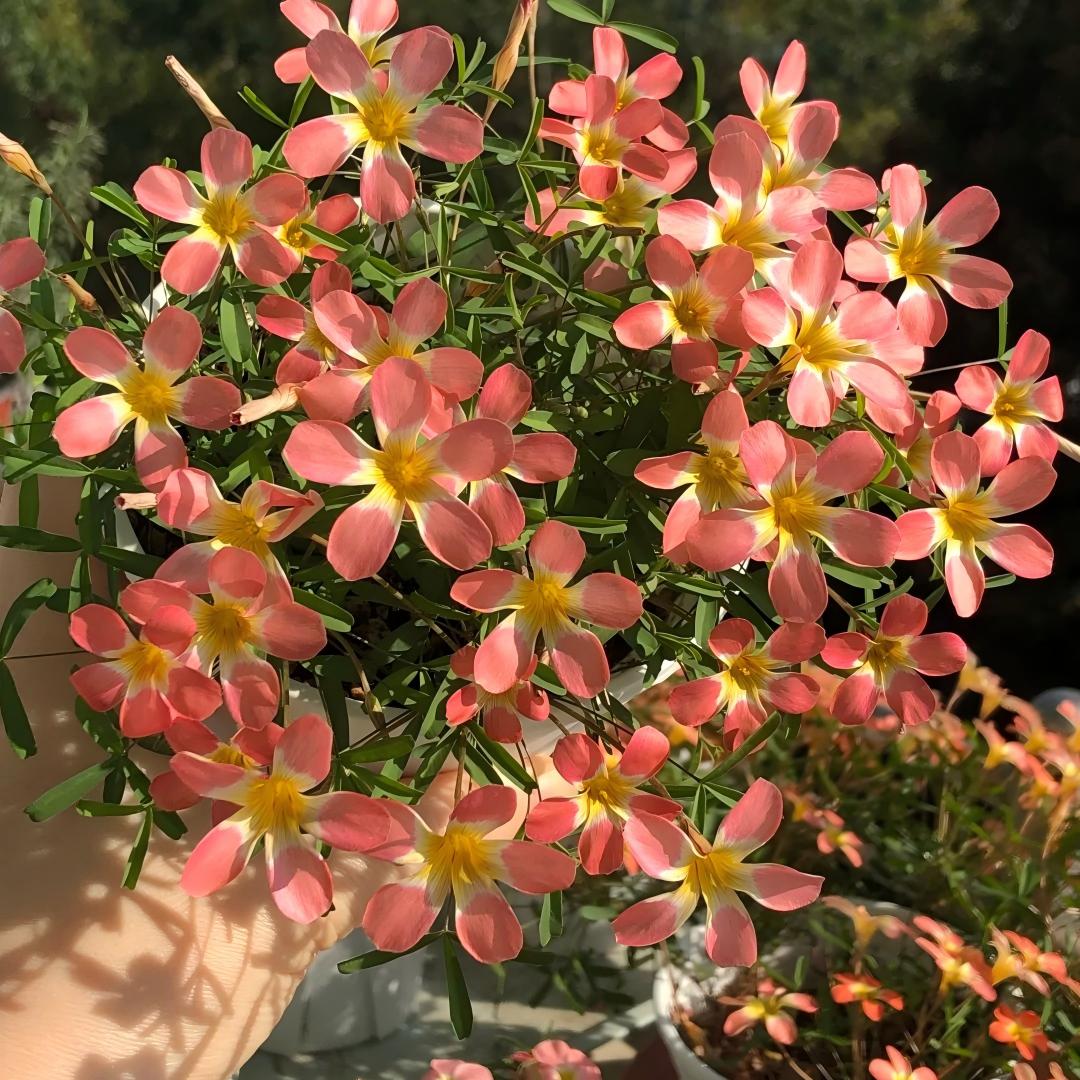 Rare Oxalis Collection — Tiny Seeds, Extraordinary Beauty