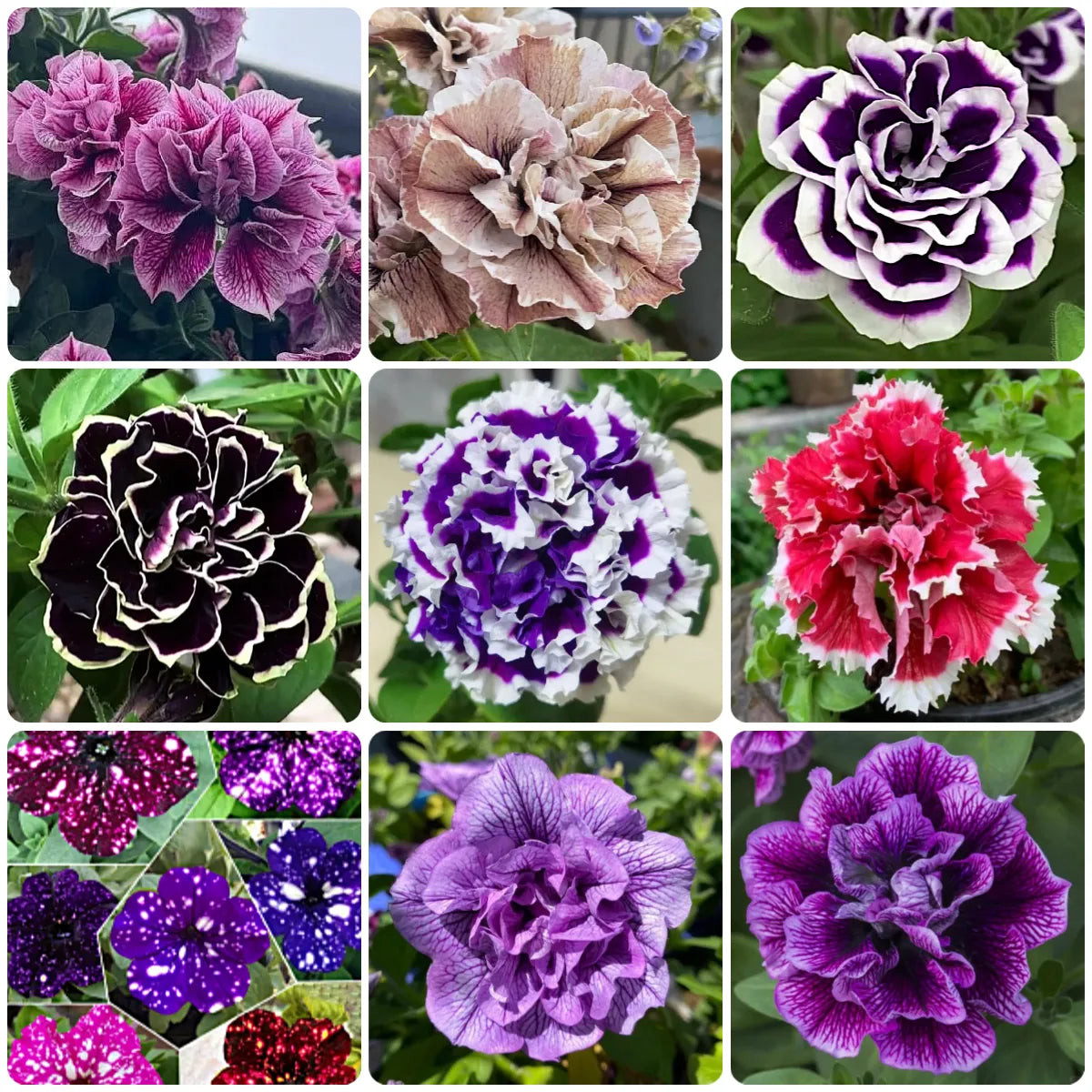 🌸Rare Double Petunia Seeds