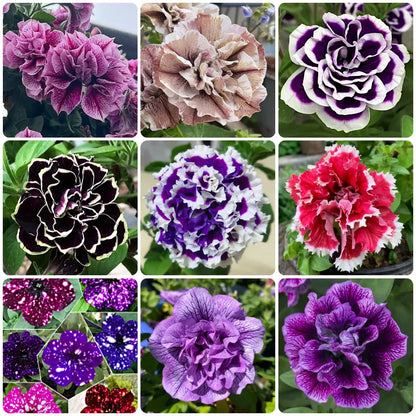 🌸Rare Double Petunia Seeds