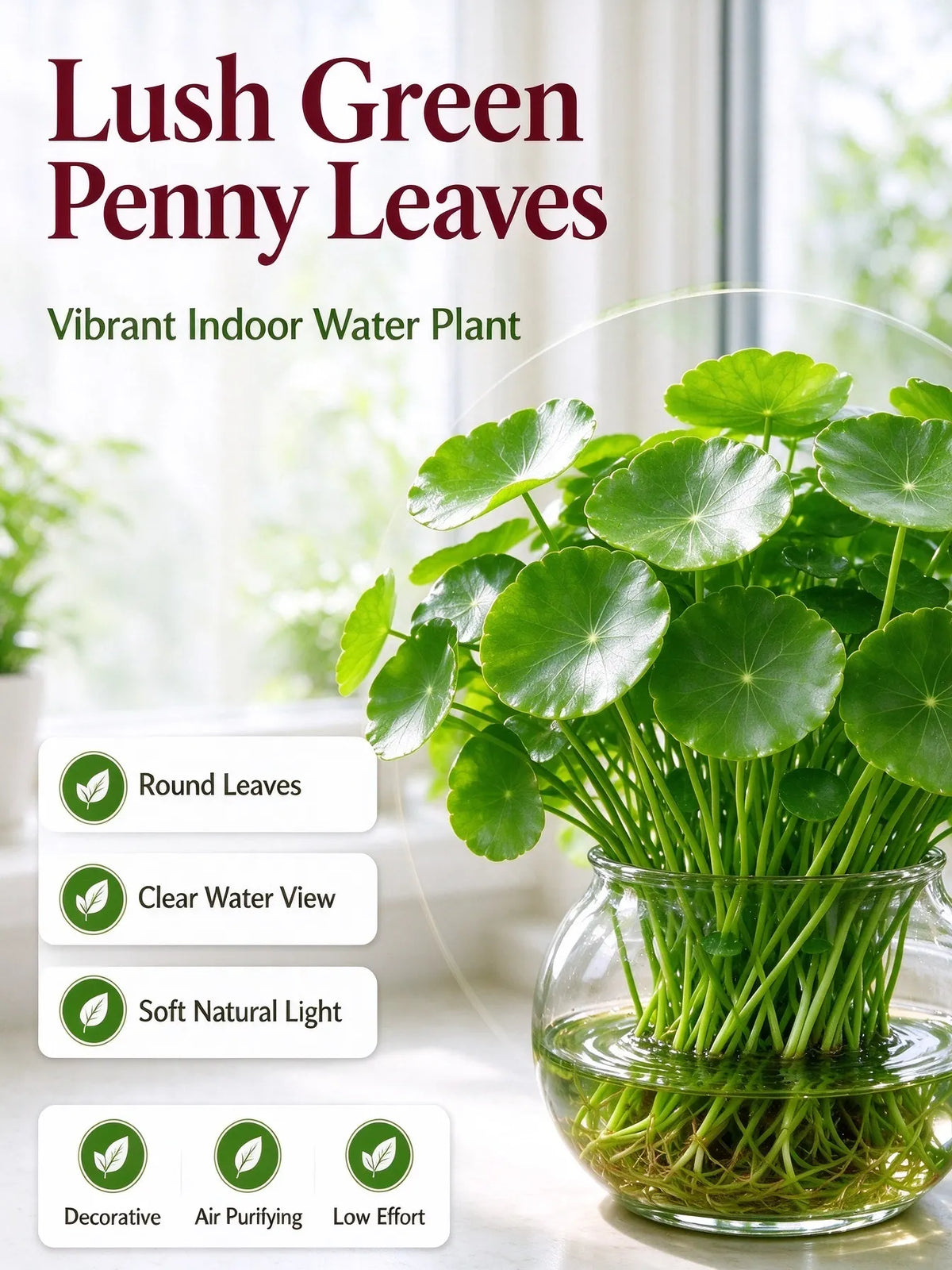 💰 Coin-leaf plant bulb—your very own good fortune 🌿