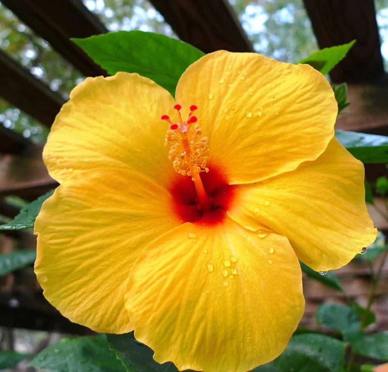 Rare Yellow Hibiscus Seeds "Yellow Rainbow"
