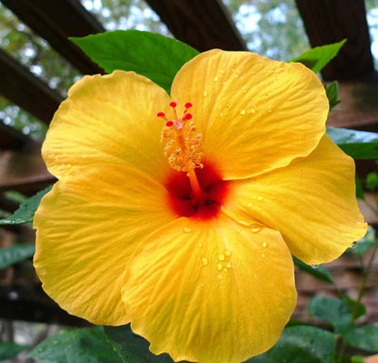 Rare Yellow Hibiscus Seeds "Yellow Rainbow"