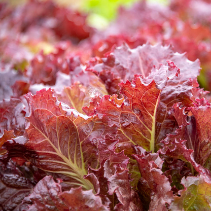 Coffee Leaf lettuce Seeds-🪴Harvest Within 30 days-Fewer Pests