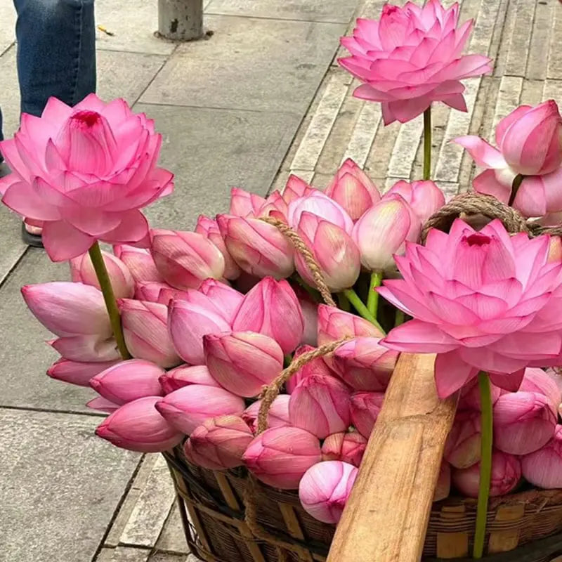 💧 The Sacred Bonsai Bowl Lotus Flower