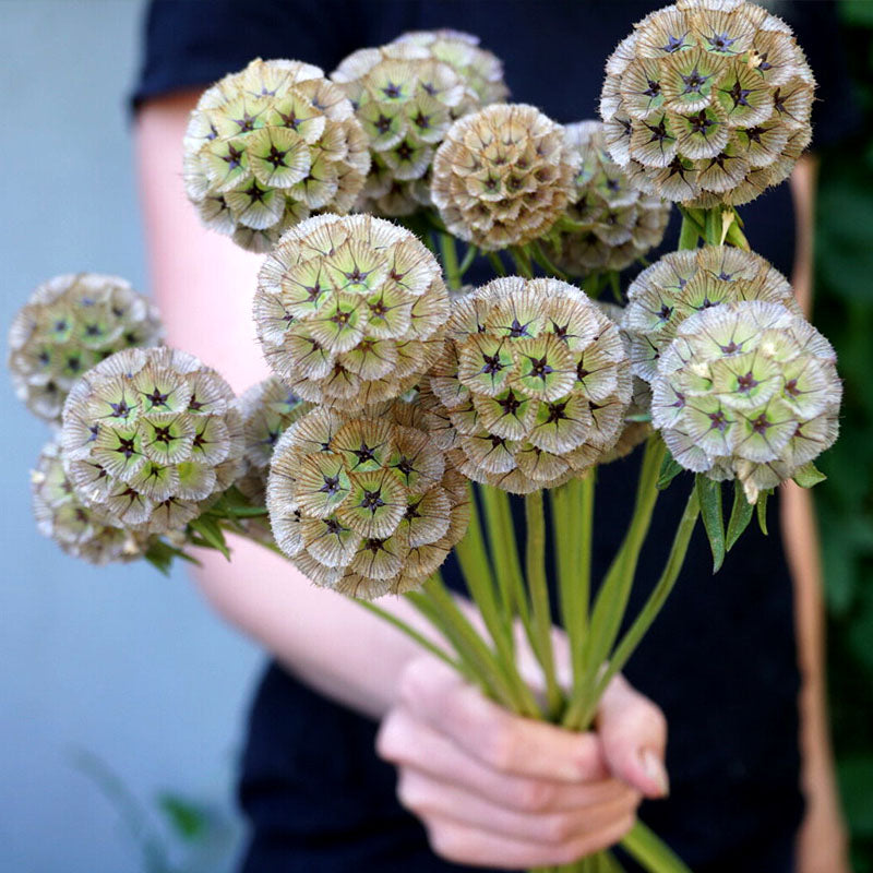 ⭐Starflower Pincushion Seeds