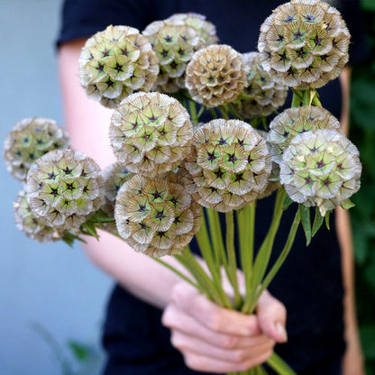 ⭐Starflower Pincushion Seeds