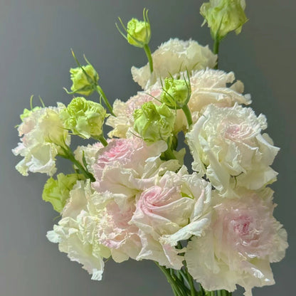 Eustoma-Ice cream Curls-Graceful Elegance in Every Petal