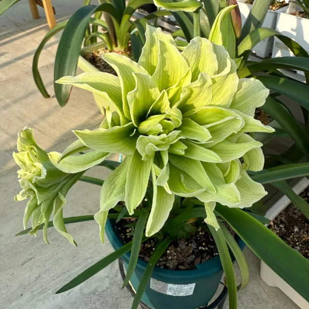 Double-Petaled Perfume Amaryllis Bulbs