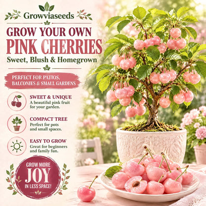 🍒 Mini Pink Cherry Seeds – Small Fruit, Big Sweet Flavor
