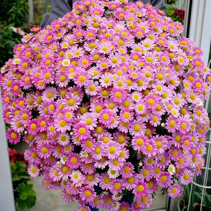 Popular Groundcover-Daisy Seeds