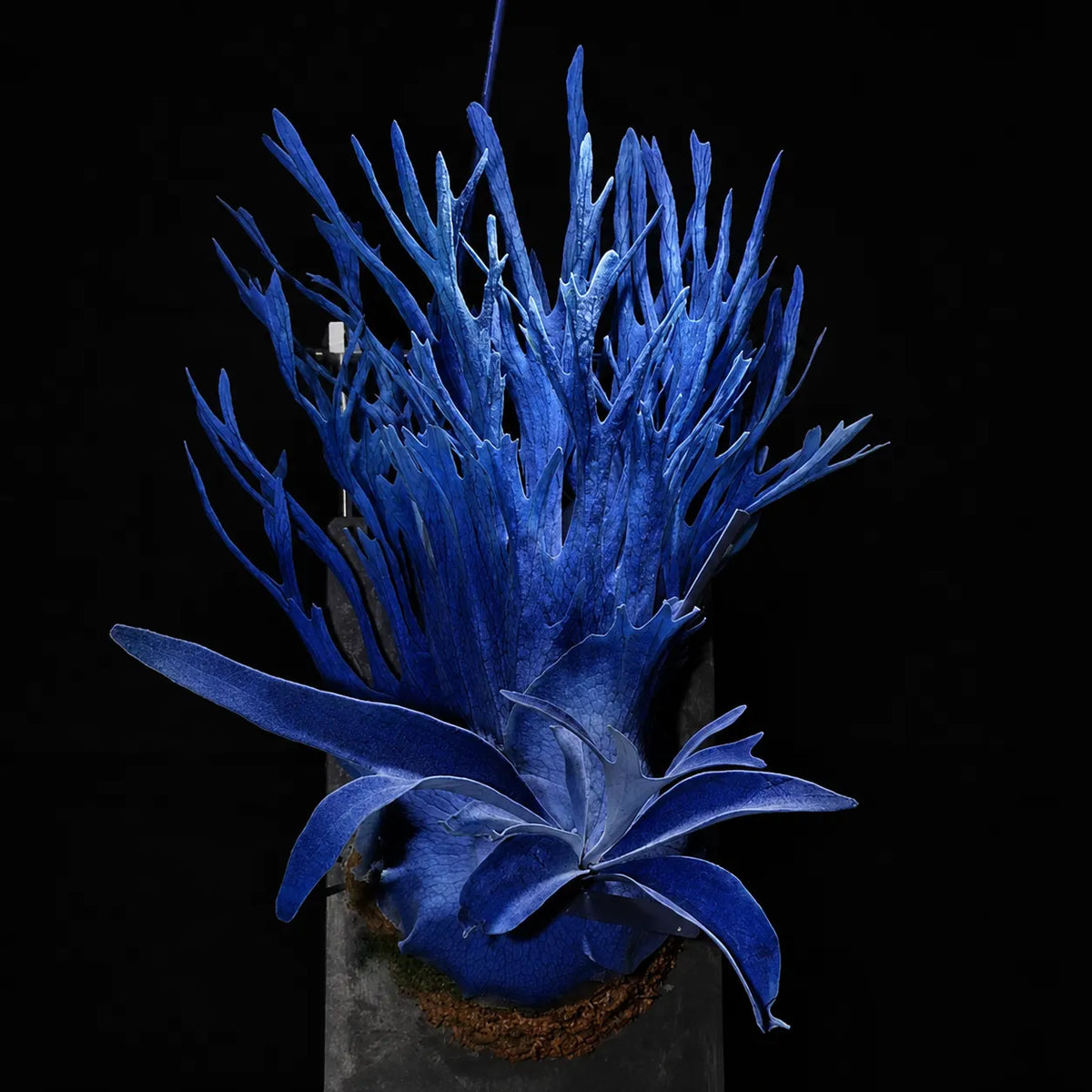 🦌 Rare Rainbow Staghorn Fern — Living Botanical Wall Sculpture