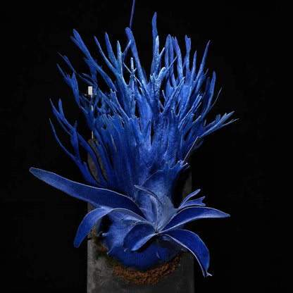 🦌 Rare Rainbow Staghorn Fern — Living Botanical Wall Sculpture